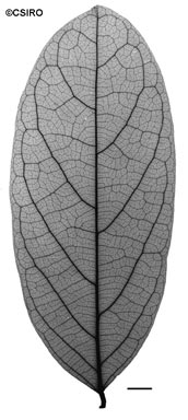 APII jpeg image of Connarus conchocarpus  © contact APII