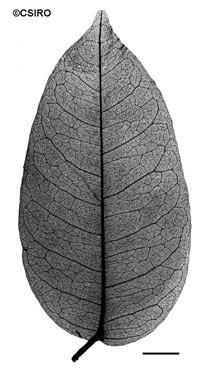 APII jpeg image of Derris trifoliata  © contact APII