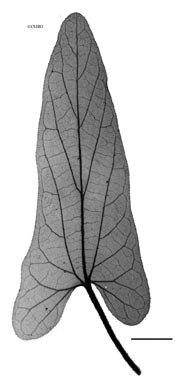 APII jpeg image of Aristolochia pubera var. aromatica  © contact APII