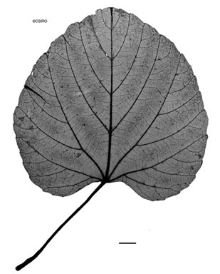 APII jpeg image of Cissus cardiophylla  © contact APII