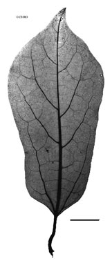 APII jpeg image of Aristolochia indica  © contact APII