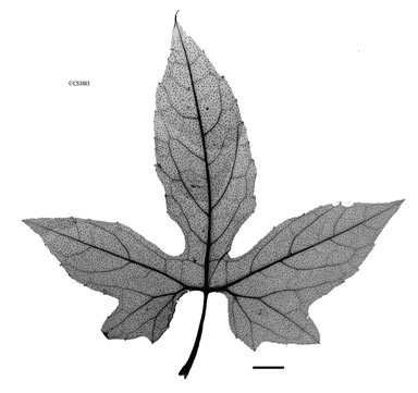 APII jpeg image of Diplocyclos palmatus,<br/>Hoya australis subsp. australis  © contact APII