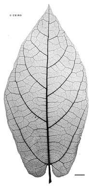 APII jpeg image of Aristolochia peninsulensis  © contact APII