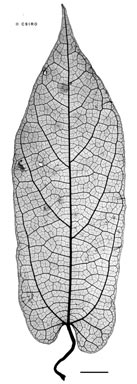 APII jpeg image of Aristolochia deltantha  © contact APII