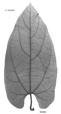 APII jpeg image of Aristolochia acuminata  © contact APII