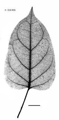 APII jpeg image of Parsonsia longipetiolata  © contact APII