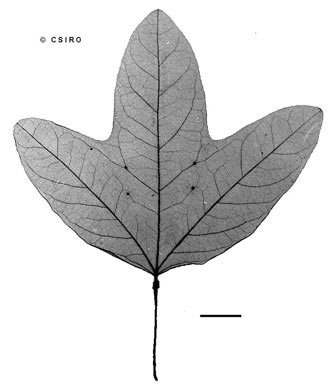 APII jpeg image of Passiflora aurantia var. aurantia  © contact APII