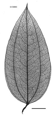 APII jpeg image of Smilax glyciphylla  © contact APII