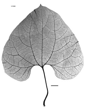APII jpeg image of Aristolochia chalmersii  © contact APII