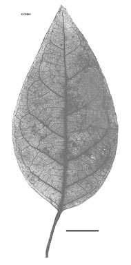 APII jpeg image of Ichnocarpus frutescens  © contact APII