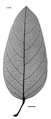 APII jpeg image of Carronia pedicellata  © contact APII