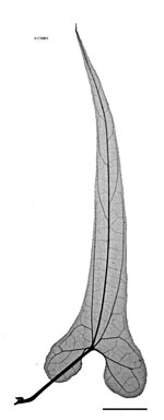 APII jpeg image of Aristolochia thozetii  © contact APII