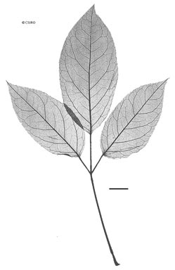 APII jpeg image of Cephalaralia cephalobotrys  © contact APII