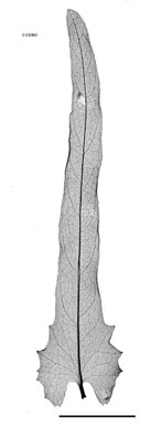 APII jpeg image of Xenostegia tridentata  © contact APII