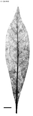 APII jpeg image of Tasmannia membranea  © contact APII