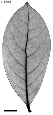APII jpeg image of Cryptocarya angulata  © contact APII