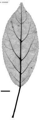 APII jpeg image of Elaeocarpus ruminatus  © contact APII
