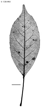 APII jpeg image of Elaeocarpus eumundi  © contact APII