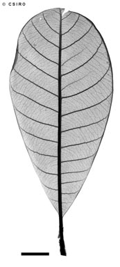 APII jpeg image of Pleioluma papyracea  © contact APII