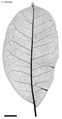 APII jpeg image of Zanthoxylum veneficum  © contact APII