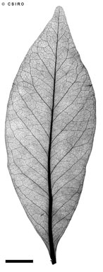 APII jpeg image of Beilschmiedia obtusifolia  © contact APII