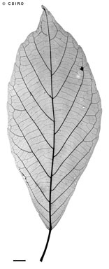 APII jpeg image of Sloanea langii  © contact APII