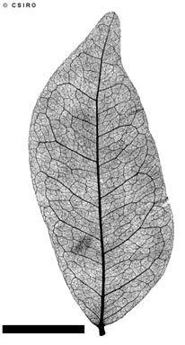 APII jpeg image of Pararchidendron pruinosum  © contact APII