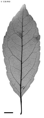 APII jpeg image of Elaeocarpus arnhemicus  © contact APII