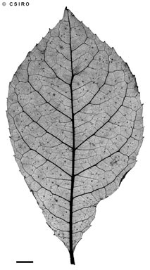 APII jpeg image of Helicia lamingtoniana  © contact APII