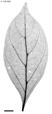 APII jpeg image of Psydrax lamprophylla f. latissima  © contact APII