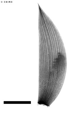 APII jpeg image of Araucaria bidwillii  © contact APII