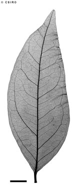 APII jpeg image of Archidendropsis xanthoxylon  © contact APII