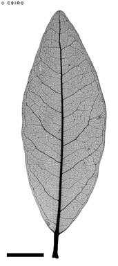 APII jpeg image of Syncarpia glomulifera subsp. glomulifera  © contact APII