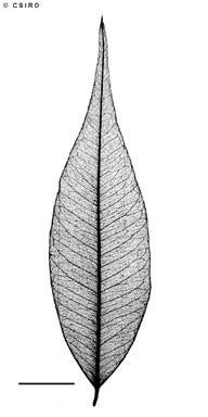 APII jpeg image of Aceratium sericoleopsis  © contact APII
