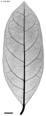 APII jpeg image of Cryptocarya cunninghamii  © contact APII