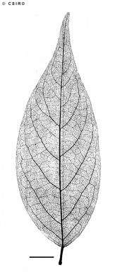 APII jpeg image of Cleistanthus semiopacus  © contact APII