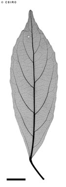 APII jpeg image of Elaeocarpus sp. Windsor Tableland (B.P.Hyland 5541)  © contact APII