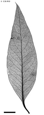 APII jpeg image of Denhamia oleaster  © contact APII