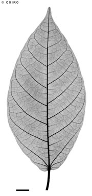 APII jpeg image of Ficus mollior  © contact APII