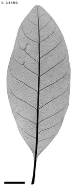 APII jpeg image of Pleioluma ferruginea  © contact APII
