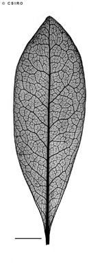 APII jpeg image of Denhamia viridissima  © contact APII