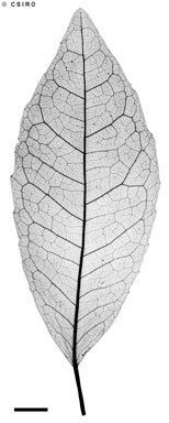 APII jpeg image of Dimorphocalyx australiensis  © contact APII