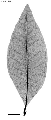 APII jpeg image of Planchonella myrsinifolia  © contact APII