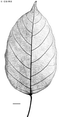 APII jpeg image of Macaranga polyadenia  © contact APII