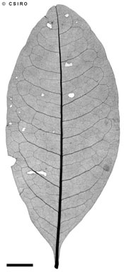 APII jpeg image of Acronychia sp. Batavia Downs (J.R.Clarkson 8511)  © contact APII