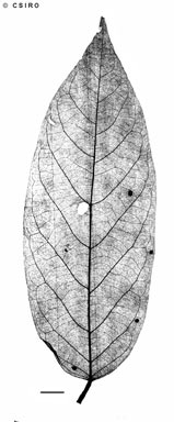 APII jpeg image of Cleistanthus peninsularis  © contact APII