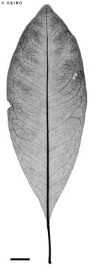 APII jpeg image of Acronychia imperforata  © contact APII