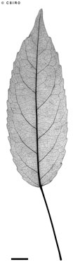 APII jpeg image of Elaeocarpus culminicola  © contact APII