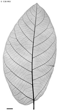 APII jpeg image of Ficus melinocarpa  © contact APII