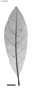 APII jpeg image of Pleioluma singuliflora  © contact APII
